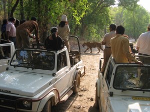 IndienBandhavgarh_NP                     