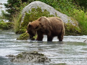 Action-ChilkootLakeAlaska                        