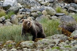 Kanada Bär                                 