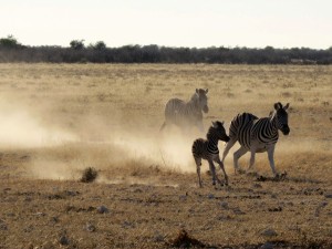 Namibia         