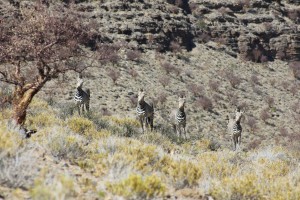 Namibia                      