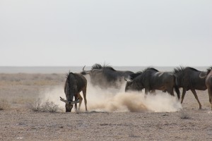 Namibia                       