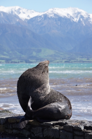 Kaikoura                                  