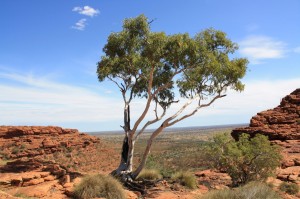 Kings Canyon                                          