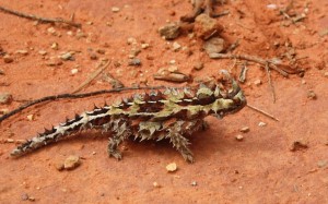 Uluru Nationalpark                                    